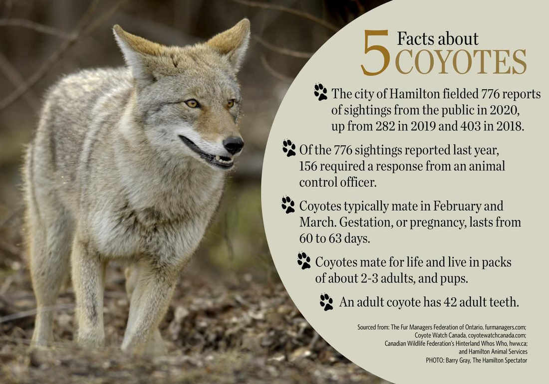 Public Notice Concerning Coyotes in Oshawa - OSHAWA ROSEMARY